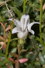Campanula shetleri