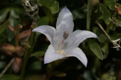 Campanula shetleri