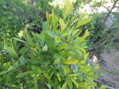 Myrica