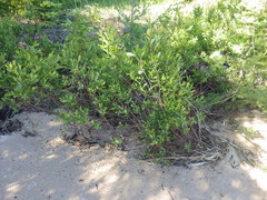 Myrica