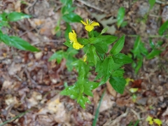 Lysimachia tonsa