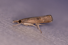 Parapediasia decorellus