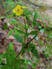 Lysimachia tonsa