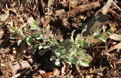 Adenanthos cuneatus