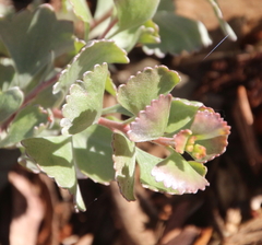 Adenanthos cuneatus