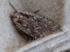 Eueretagrotis attentus