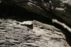 Liolaemus valdesianus