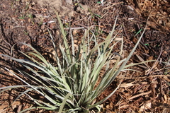Conostylis candicans