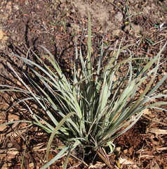 Conostylis candicans