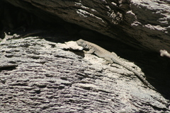 Liolaemus valdesianus