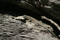 Liolaemus valdesianus