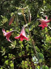 Lilium bolanderi