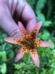 Lilium bolanderi