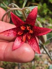 Lilium bolanderi