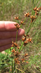 Cladium mariscoides