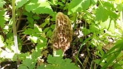 Morchella
