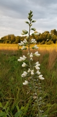 Baptisia alba macrophylla