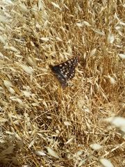 Euphydryas chalcedona chalcedona
