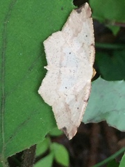 Pareclipsis gracilis