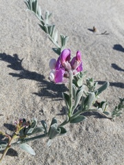 Lathyrus littoralis