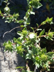 Grindelia stricta platyphylla