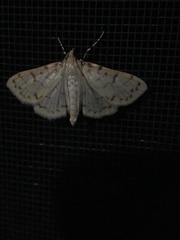 Polygrammodes flavidalis