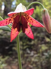 Lilium bolanderi