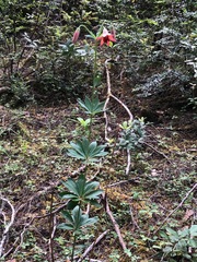 Lilium bolanderi