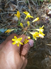 Triteleia ixioides ixioides