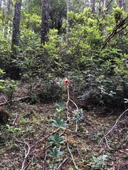 Lilium bolanderi