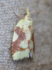 Cenopis niveana