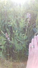 Astragalus flexuosus