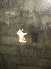 Callopistria floridensis