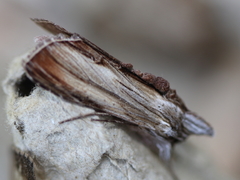 Cucullia convexipennis