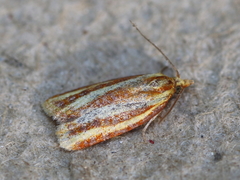 Sparganothis tristriata