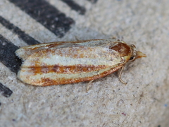 Sparganothis tristriata