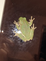 Hyla versicolor