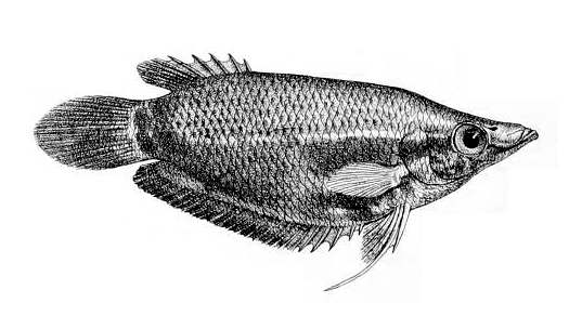 Ctenops