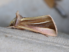 Plusia venusta