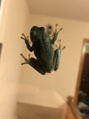 Hyla versicolor
