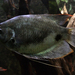 Giant Red Tail Gourami - Photo Vassil, no known copyright restrictions (public domain)