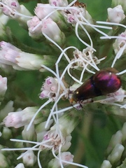 Nemophora ahenea