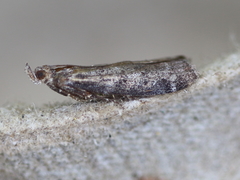 Sciota virgatella