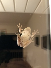Hyla versicolor