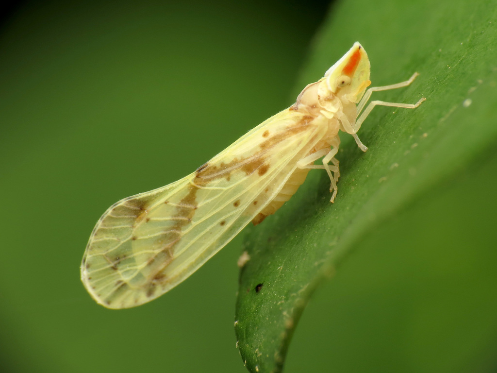 Otiocerus wolfii