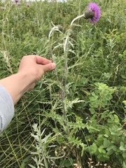 Cirsium flodmanii