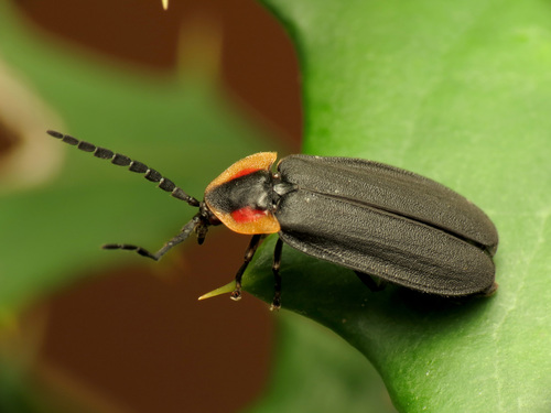 Black Firefly photo 3