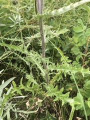 Cirsium flodmanii