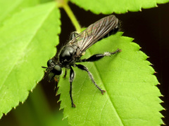 Laphria canis