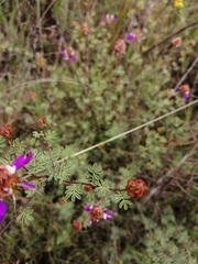 Dalea frutescens